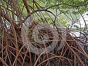Red mangrove roots, Rhizophora mangle, Rio