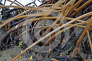 Red mangrove roots, Rhizophora mangle, Rio