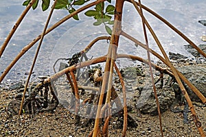 Red mangrove roots, Rhizophora mangle, Rio