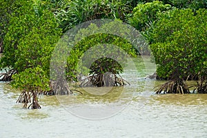 Red Mangrove in SHIMAJIRI-Rhizophora mucronata, Okinawa Prefecture/Japan