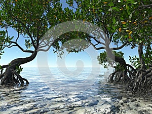 Red mangroves on Florida coast 3d rendering