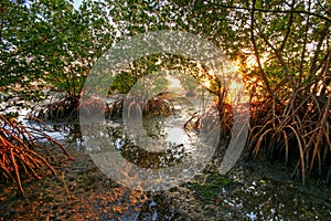 Red Mangroves at sunrise at Matheson Hammock Park in Miami, Florida