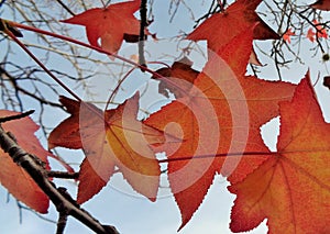 Red Maple Acer Leaves Against Autumn Evening Sky