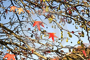 Red maple acer leaves in autumn