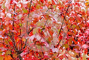 Red maple, Acer rubrum