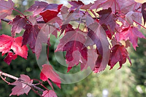 Red maple, Acer rubrum, autumn view