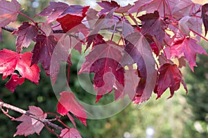 Red maple, Acer rubrum, autumn view photo