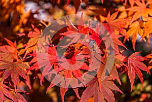 Red maple autumn leaves