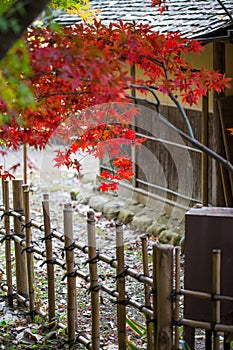 Red maple in autumn with traditional wood fence and house of Japan.