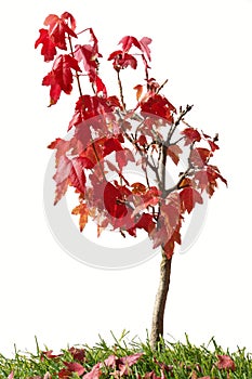 Red maple bonsai