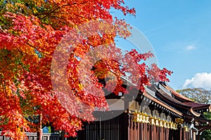 Red maple branch against blue sky in front temple roof, sun shine to golden lantern hanging along