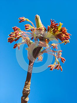 Red maple catkins against blue sky background