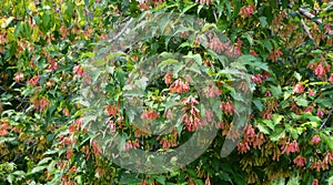 Red maple is easy to grow in average, medium to wet, well-drained soil photo