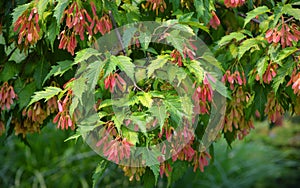 Red maple is easy to grow in average, medium to wet, well-drained soil photo