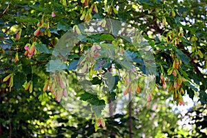 Red maple is easy to grow in average, medium to wet, well-drained soil photo