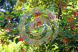 Red maple is easy to grow in average, medium to wet, well-drained soil photo