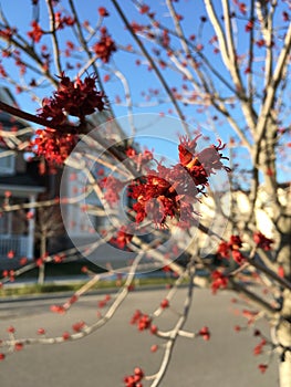 Red Maple flowering in spring