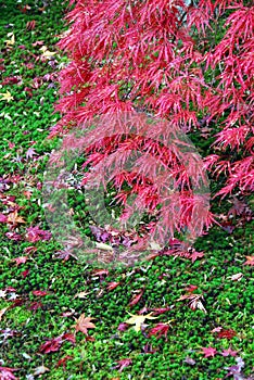 Red maple green moss