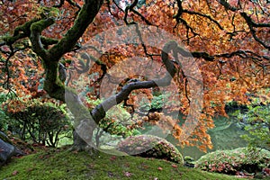 Red maple, Japanese garden