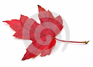 Red Maple Leaf