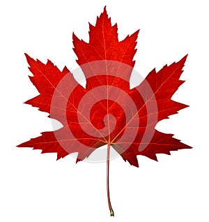 Red Maple Leaf photo