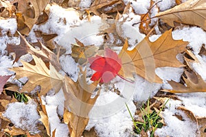 Red maple leaf amidst autumn oak leaves on a snowy ground