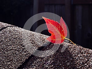 Red maple leaf on asphalt shingles