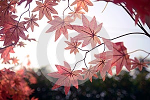 Red maple leaf in Autum season