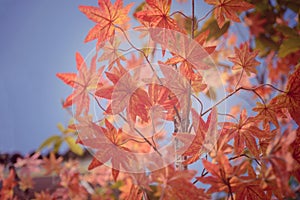 Red maple leaf in Autum season