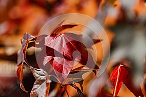 A red maple leaf in autumn in bright sunlight