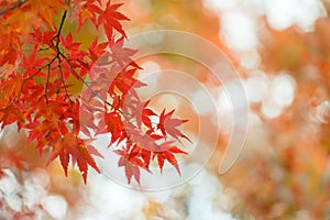 Red maple leaf  in autumn with maple tree under sunlight landscape