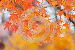 Red maple leaf  in autumn with maple tree under sunlight landscape.Maple leaves turn yellow, orange, red in autumn