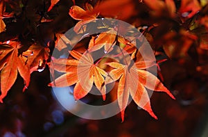 Red maple leaf background