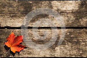 Red Maple Leaf Background