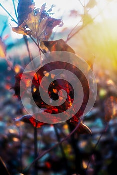 The red maple leaf in backlight sun.
