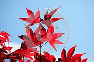 Red maple leaf on blue sky background