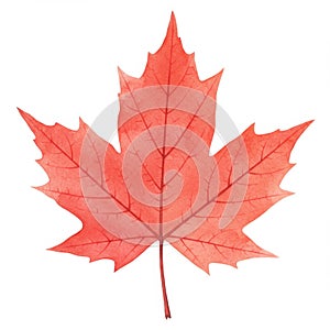 Red Maple Leaf Close Up on White Background