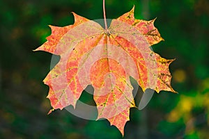 Red maple leaf