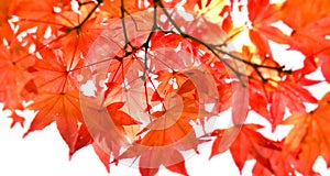 Red Maple leaf in Cloudy day in Autumn, Selective focus