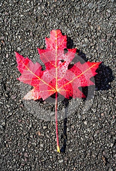 Red maple leaf on dark asphalt surface