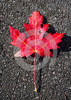 Red maple leaf on dark asphalt surface