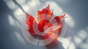 Red Maple Leaf with Dramatic Shadows on White Background