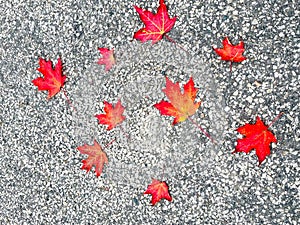 Red maple leaf drop on grainy and small stone floor.