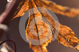 Red Maple Leaf in the fall