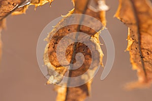 Red Maple Leaf in the fall