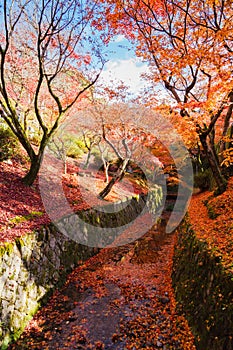 Red maple leaf fall around water canal at Kiyomizu-dera temple