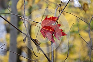 Red Maple Leaf, Fall Colors, Autumn