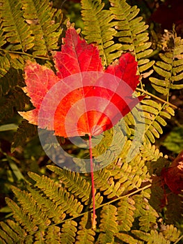 Red Maple leaf on Fern