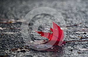 Red maple leaf with fine texture lying on wet asphalt road