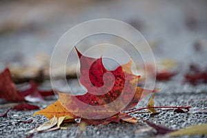 Red maple leaf with fine texture lying on wet asphalt road